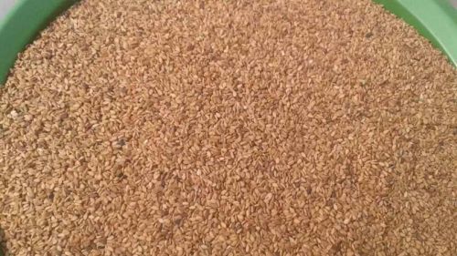 Natural Yellow Sesame Seeds, Brand Name : JGNYS, Purity : 99.50%