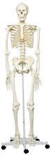 Human skeleton, Brand Name : ANODE SCIENTIFIC
