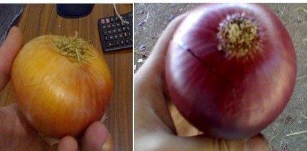 Fresh onion, Brand Name : Foodex, Certification : ISO 9001