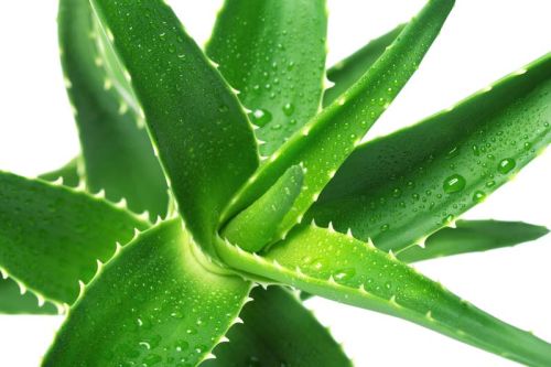 Aloe Vera Leaves