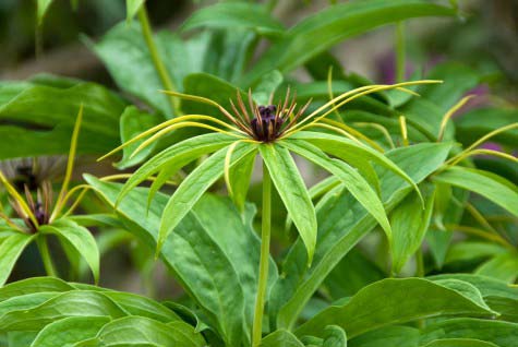 Paris Polyphylla