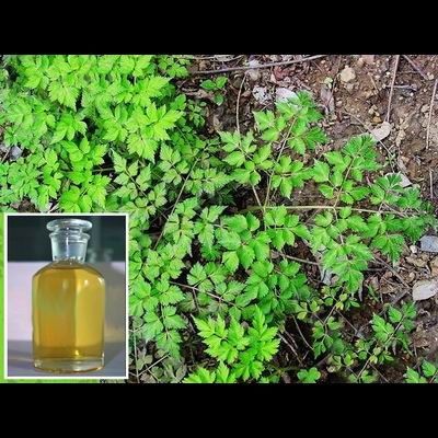 Artemisia Annua Oil