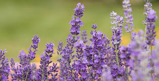 Kashmiri Lavender Oil