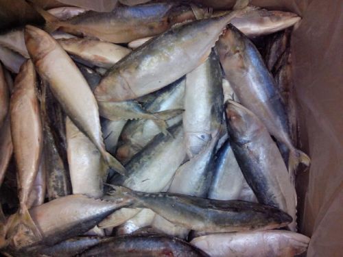 Rohu Fish