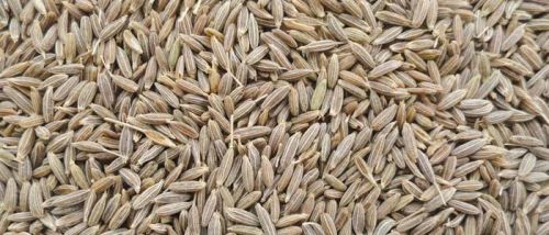 Cumin Seed