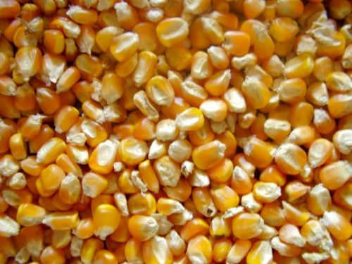 Yellow Maize, For Cattle Feed