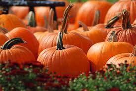 Fresh Pumpkin, Packaging Size : 10-20kg, 20-30kg, 30-40kg, 40-50kg