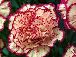 Carnation Flowers