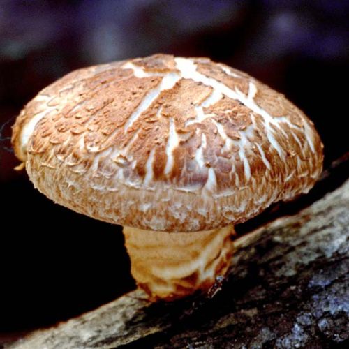 Shiitake Mushroom