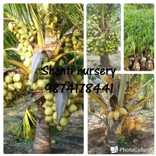 Malaysian Coconut Plant