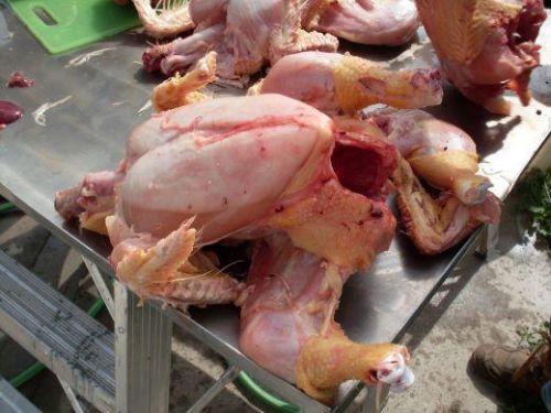 Halal Frozen Whole Chicken, Brand Name : Import Export Trade