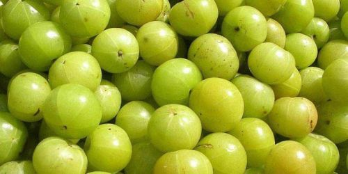 Organic Fresh Amla, For Hair Oil, Medicine, Packaging Type : Jute Bag, Net Bag