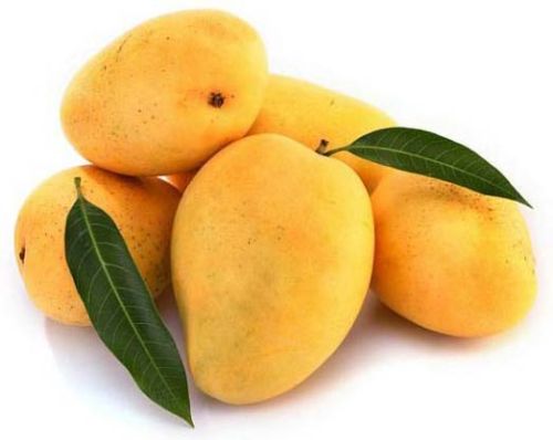 Organic Fresh Mango, Packaging Size : 10-20kg