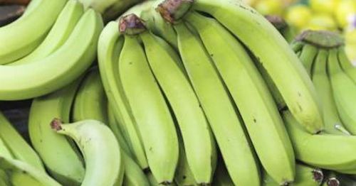Organic Fresh Green Banana, For Food, Juice, Feature : Absolutely Delicious, Easily Affordable, Healthy Nutritious