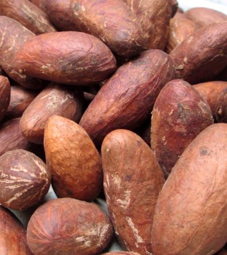 Bitter kola, Moisture : 12%