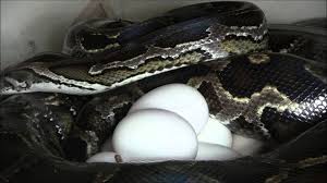 Python & Python Egg