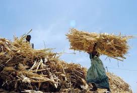 Sugarcane Waste, Packaging Type : Loose