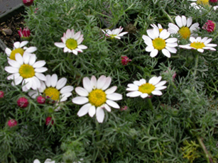 Anacyclus Pyrethrum