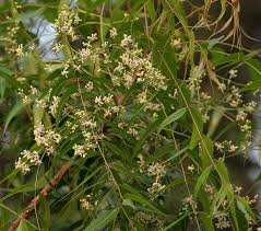 Azadirachta indica, Application : Medicine