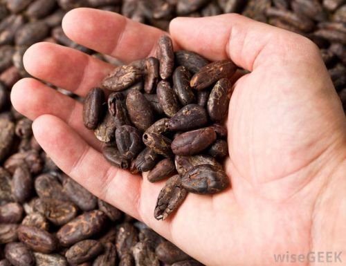 Cocoa beans, Condition : Dried