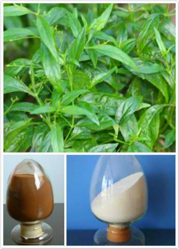 Andrographis Paniculata Extract, Packaging Type : 25kg/drum