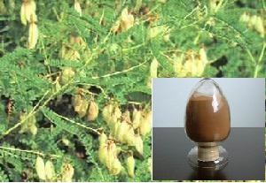 Astragalus Root Extract, Packaging Type : 25kg/drum, Form : powder