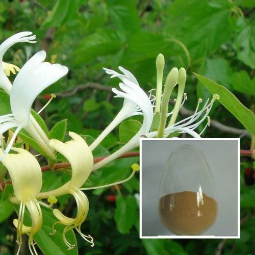 Honeysuckle Flower Extracts, Packaging Type : 25kg/drum