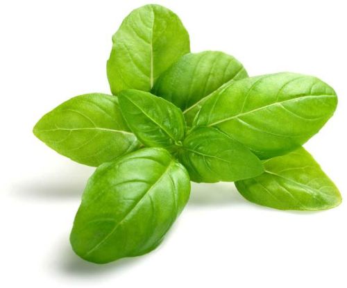 Organic Basil Leaves, For Medicinal, Style : Fresh