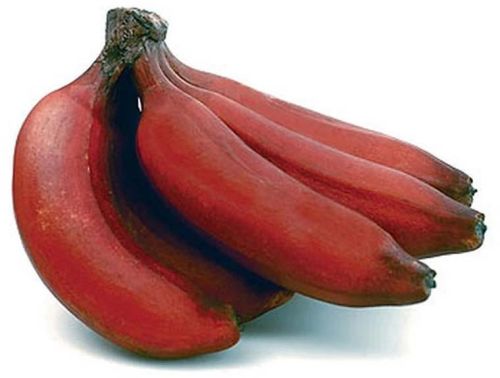 Fresh Red Banana
