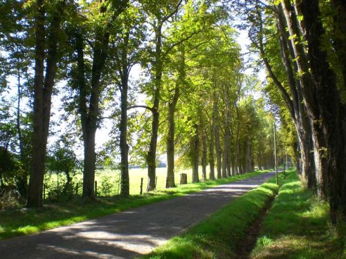 Avenue Tree, For Agriculture, Features : Provide Fresh Air, Medical Benefits