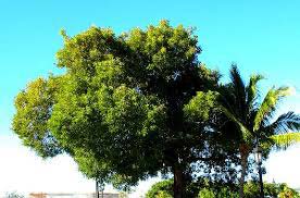 Mahogany Plants, For Agriculture