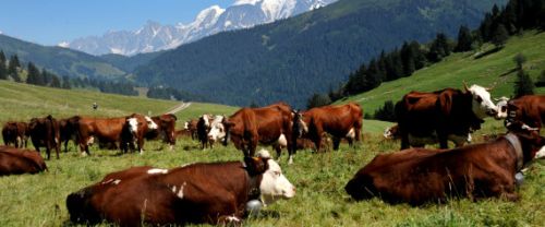 Live Cattle, Packaging Type : Ventilated Contianers
