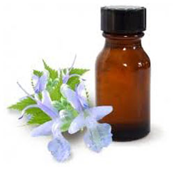 Patchouli Oil, Pogostem Oncablin