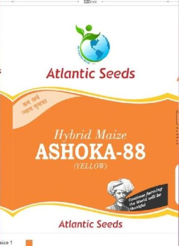 Ashoka-88 Hybrid Yellow Maize Seeds, For Animal Feed, Human Consumption, Style : Dried