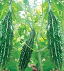 Nawab ABIH-99 Hybrid Bitter Gourd Seeds
