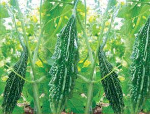 Sahib ABIH-77 Hybrid Bitter Gourd Seeds