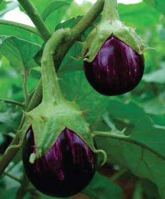 Pramukh ABRH-1008 Hybrid Brinjal Seeds, Style : Dried