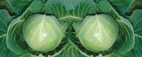 Tanu ABCH-35 Hybrid Cabbage Seeds
