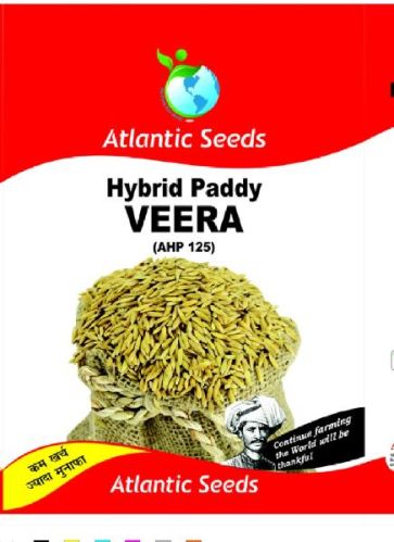 Organic Veera Hybrid Paddy Seeds, Style : Dried