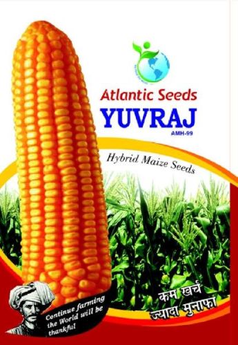 Yuvraj Hybrid Yellow Maize Seeds, For Animal Feed, Human Consumption, Style : Dried