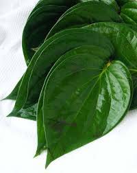 Fresh Betel Leaves