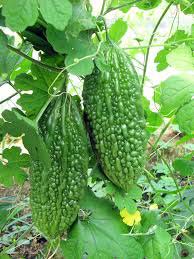 Fresh Bitter Gourd