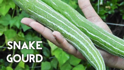 Fresh Snake Gourd