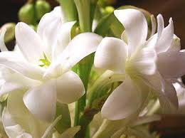 Fresh Tuberose Flower