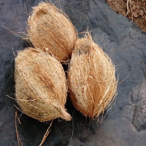 Common Coconut, Color : Brown, Light Brown