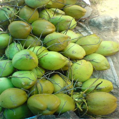 Green Tender Coconut, Packaging Type : 9 Pcs/Bag