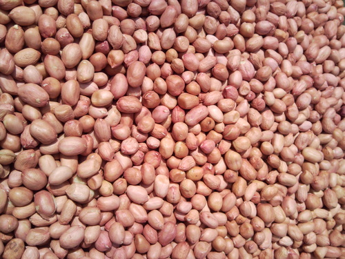 Groundnut, Varieties : Bold