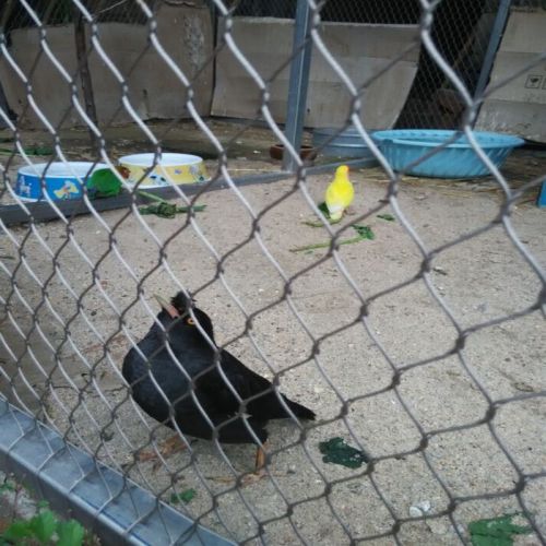 Stainless Steel Bird Net