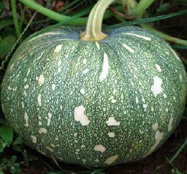 Hybrid Pumpkin Seeds