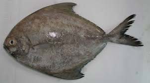 Black Pomfret Fish